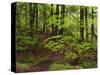 Forest Walkway, Great Smoky Mountains National Park, Tennessee, USA-Adam Jones-Stretched Canvas