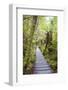 Forest Walkway Surrounding Lake Matheson-Matthew Williams-Ellis-Framed Photographic Print