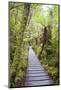 Forest Walkway Surrounding Lake Matheson-Matthew Williams-Ellis-Mounted Photographic Print