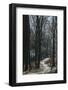 Forest way in the Teutoburg Forest in March-Nadja Jacke-Framed Photographic Print