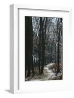 Forest way in the Teutoburg Forest in March-Nadja Jacke-Framed Photographic Print
