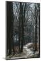 Forest way in the Teutoburg Forest in March-Nadja Jacke-Mounted Photographic Print