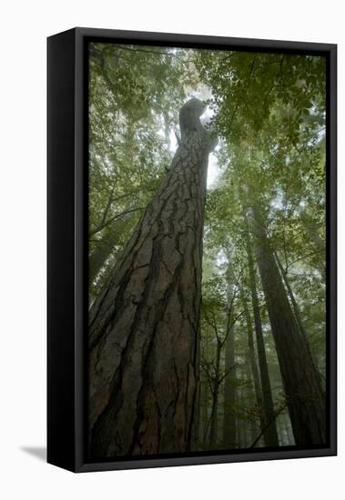 Forest with Beech Trees and Black Pines in Mist, Crna Poda Nr, Tara Canyon, Durmitor Np, Montenegro-Radisics-Framed Stretched Canvas