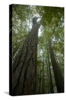 Forest with Beech Trees and Black Pines in Mist, Crna Poda Nr, Tara Canyon, Durmitor Np, Montenegro-Radisics-Stretched Canvas