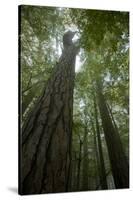 Forest with Beech Trees and Black Pines in Mist, Crna Poda Nr, Tara Canyon, Durmitor Np, Montenegro-Radisics-Stretched Canvas