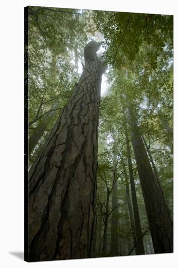 Forest with Beech Trees and Black Pines in Mist, Crna Poda Nr, Tara Canyon, Durmitor Np, Montenegro-Radisics-Stretched Canvas