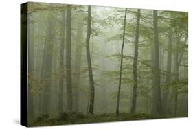 Forest with Beech Trees and Black Pines in Mist, Crna Poda Nr, Tara Canyon, Durmitor Np, Montenegro-Radisics-Stretched Canvas