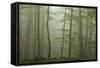 Forest with Beech Trees and Black Pines in Mist, Crna Poda Nr, Tara Canyon, Durmitor Np, Montenegro-Radisics-Framed Stretched Canvas