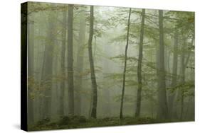 Forest with Beech Trees and Black Pines in Mist, Crna Poda Nr, Tara Canyon, Durmitor Np, Montenegro-Radisics-Stretched Canvas