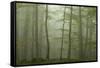 Forest with Beech Trees and Black Pines in Mist, Crna Poda Nr, Tara Canyon, Durmitor Np, Montenegro-Radisics-Framed Stretched Canvas