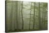 Forest with Beech Trees and Black Pines in Mist, Crna Poda Nr, Tara Canyon, Durmitor Np, Montenegro-Radisics-Stretched Canvas