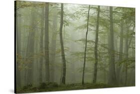 Forest with Beech Trees and Black Pines in Mist, Crna Poda Nr, Tara Canyon, Durmitor Np, Montenegro-Radisics-Stretched Canvas
