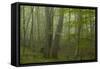 Forest with Beech Trees and Black Pines in Mist, Crna Poda Nr, Tara Canyon, Durmitor Np, Montenegro-Radisics-Framed Stretched Canvas
