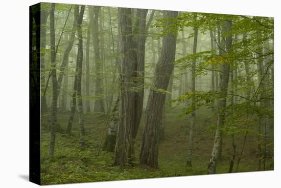 Forest with Beech Trees and Black Pines in Mist, Crna Poda Nr, Tara Canyon, Durmitor Np, Montenegro-Radisics-Stretched Canvas