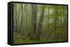 Forest with Beech Trees and Black Pines in Mist, Crna Poda Nr, Tara Canyon, Durmitor Np, Montenegro-Radisics-Framed Stretched Canvas