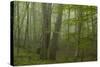 Forest with Beech Trees and Black Pines in Mist, Crna Poda Nr, Tara Canyon, Durmitor Np, Montenegro-Radisics-Stretched Canvas