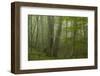 Forest with Beech Trees and Black Pines in Mist, Crna Poda Nr, Tara Canyon, Durmitor Np, Montenegro-Radisics-Framed Photographic Print