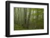 Forest with Beech Trees and Black Pines in Mist, Crna Poda Nr, Tara Canyon, Durmitor Np, Montenegro-Radisics-Framed Photographic Print