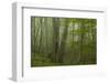 Forest with Beech Trees and Black Pines in Mist, Crna Poda Nr, Tara Canyon, Durmitor Np, Montenegro-Radisics-Framed Photographic Print