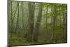 Forest with Beech Trees and Black Pines in Mist, Crna Poda Nr, Tara Canyon, Durmitor Np, Montenegro-Radisics-Mounted Photographic Print