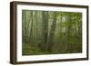 Forest with Beech Trees and Black Pines in Mist, Crna Poda Nr, Tara Canyon, Durmitor Np, Montenegro-Radisics-Framed Photographic Print