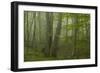 Forest with Beech Trees and Black Pines in Mist, Crna Poda Nr, Tara Canyon, Durmitor Np, Montenegro-Radisics-Framed Photographic Print