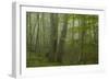 Forest with Beech Trees and Black Pines in Mist, Crna Poda Nr, Tara Canyon, Durmitor Np, Montenegro-Radisics-Framed Photographic Print