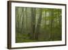 Forest with Beech Trees and Black Pines in Mist, Crna Poda Nr, Tara Canyon, Durmitor Np, Montenegro-Radisics-Framed Photographic Print