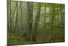 Forest with Beech Trees and Black Pines in Mist, Crna Poda Nr, Tara Canyon, Durmitor Np, Montenegro-Radisics-Mounted Photographic Print