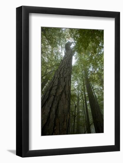 Forest with Beech Trees and Black Pines in Mist, Crna Poda Nr, Tara Canyon, Durmitor Np, Montenegro-Radisics-Framed Photographic Print