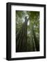 Forest with Beech Trees and Black Pines in Mist, Crna Poda Nr, Tara Canyon, Durmitor Np, Montenegro-Radisics-Framed Photographic Print