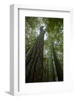 Forest with Beech Trees and Black Pines in Mist, Crna Poda Nr, Tara Canyon, Durmitor Np, Montenegro-Radisics-Framed Photographic Print