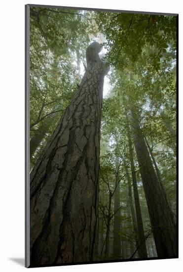 Forest with Beech Trees and Black Pines in Mist, Crna Poda Nr, Tara Canyon, Durmitor Np, Montenegro-Radisics-Mounted Photographic Print