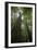 Forest with Beech Trees and Black Pines in Mist, Crna Poda Nr, Tara Canyon, Durmitor Np, Montenegro-Radisics-Framed Photographic Print