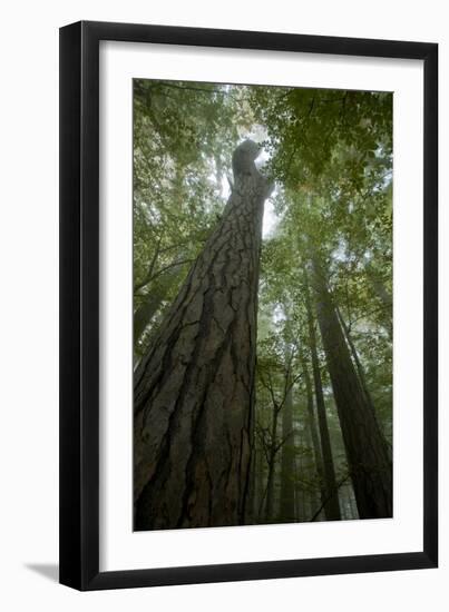 Forest with Beech Trees and Black Pines in Mist, Crna Poda Nr, Tara Canyon, Durmitor Np, Montenegro-Radisics-Framed Photographic Print