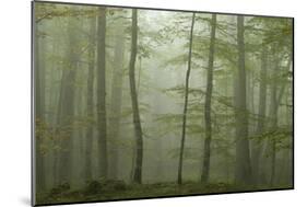 Forest with Beech Trees and Black Pines in Mist, Crna Poda Nr, Tara Canyon, Durmitor Np, Montenegro-Radisics-Mounted Photographic Print