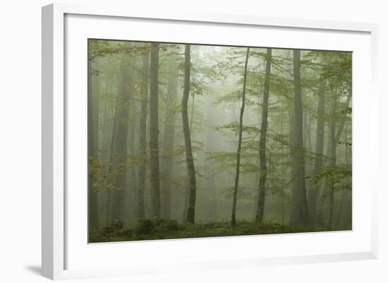 Forest with Beech Trees and Black Pines in Mist, Crna Poda Nr, Tara Canyon, Durmitor Np, Montenegro-Radisics-Framed Photographic Print