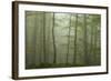 Forest with Beech Trees and Black Pines in Mist, Crna Poda Nr, Tara Canyon, Durmitor Np, Montenegro-Radisics-Framed Photographic Print