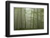 Forest with Beech Trees and Black Pines in Mist, Crna Poda Nr, Tara Canyon, Durmitor Np, Montenegro-Radisics-Framed Photographic Print