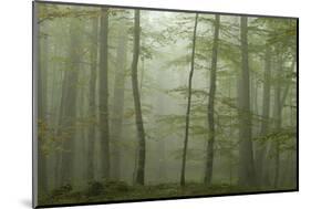 Forest with Beech Trees and Black Pines in Mist, Crna Poda Nr, Tara Canyon, Durmitor Np, Montenegro-Radisics-Mounted Photographic Print