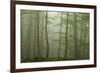 Forest with Beech Trees and Black Pines in Mist, Crna Poda Nr, Tara Canyon, Durmitor Np, Montenegro-Radisics-Framed Photographic Print