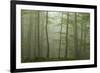 Forest with Beech Trees and Black Pines in Mist, Crna Poda Nr, Tara Canyon, Durmitor Np, Montenegro-Radisics-Framed Photographic Print