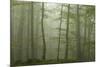 Forest with Beech Trees and Black Pines in Mist, Crna Poda Nr, Tara Canyon, Durmitor Np, Montenegro-Radisics-Mounted Photographic Print
