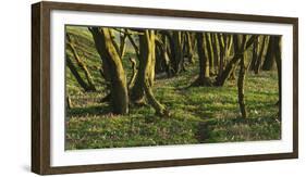 Forest with Hollowroot in the Spring, Germany, North Rhine-Westphalia, Troisdorf, Wahner Moor-Andreas Keil-Framed Photographic Print