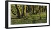 Forest with Hollowroot in the Spring, Germany, North Rhine-Westphalia, Troisdorf, Wahner Moor-Andreas Keil-Framed Photographic Print