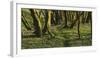 Forest with Hollowroot in the Spring, Germany, North Rhine-Westphalia, Troisdorf, Wahner Moor-Andreas Keil-Framed Photographic Print