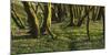 Forest with Hollowroot in the Spring, Germany, North Rhine-Westphalia, Troisdorf, Wahner Moor-Andreas Keil-Mounted Photographic Print