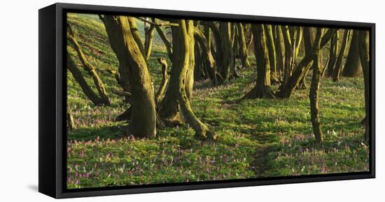 Forest with Hollowroot in the Spring, Germany, North Rhine-Westphalia, Troisdorf, Wahner Moor-Andreas Keil-Framed Stretched Canvas