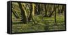 Forest with Hollowroot in the Spring, Germany, North Rhine-Westphalia, Troisdorf, Wahner Moor-Andreas Keil-Framed Stretched Canvas