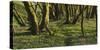 Forest with Hollowroot in the Spring, Germany, North Rhine-Westphalia, Troisdorf, Wahner Moor-Andreas Keil-Stretched Canvas